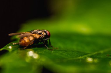 Sinek Makro 'yu yakın çekim. Kelebek, Cyclorrhapha alt sınırının bir sineğidir ve tüm dünyaya yayılmış durumdadır. Evlerde bulunan en yaygın sinek türüdür.