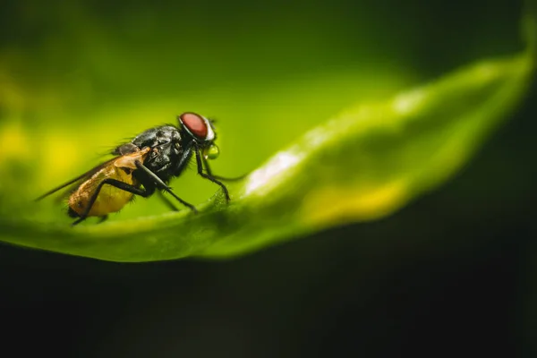 Housefly Vicino Macro Sparato Mosca Domestica Una Mosca Del Sottordine — Foto Stock