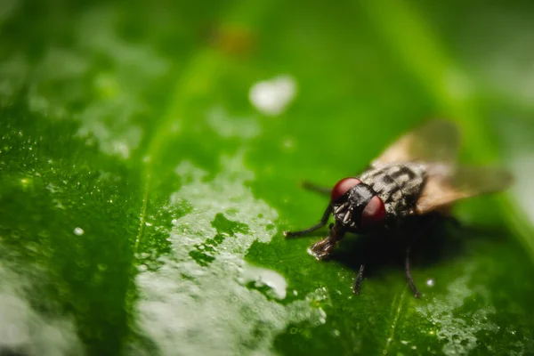 Housefly Fechar Macro Tiro Mosca Doméstica Uma Mosca Subordem Cyclorrhapha — Fotografia de Stock