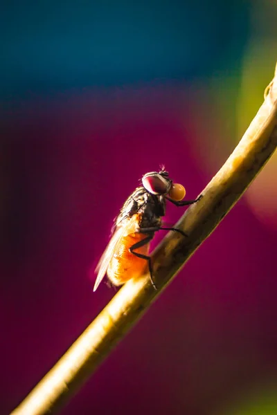 집파리가 매크로 닫습니다 Housefly Fly Suborder Cyclorrhapha Has Spread All — 스톡 사진