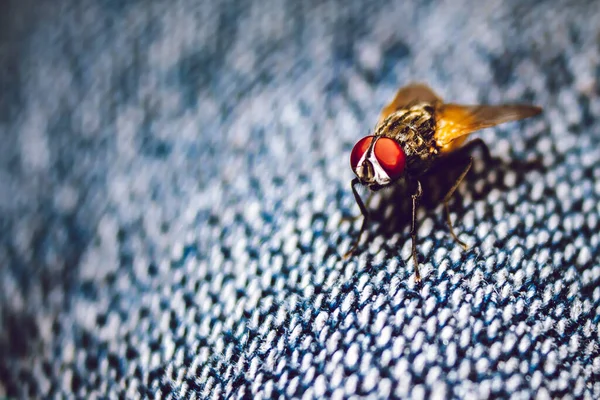 집파리가 매크로 닫습니다 Housefly Fly Suborder Cyclorrhapha Has Spread All — 스톡 사진