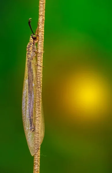 Kleine Libelle Close Macro Shot Met Selectieve Focus Geïsoleerd Zon — Stockfoto