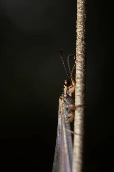 Μικρή Dragonfly Close Μακροεντολή Πλάνο Επιλεκτική Εστίαση Και Απομονώνονται Σκοτεινό — Φωτογραφία Αρχείου
