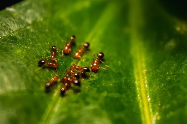 Groupe Petites Fourmis Rouges Fourmis Feu Mangeant Sur Les Feuilles — Photo