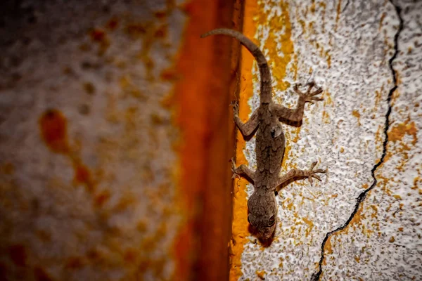 Gekon Domowy Jaszczurka Domowa Szczycie Starego Muru — Zdjęcie stockowe