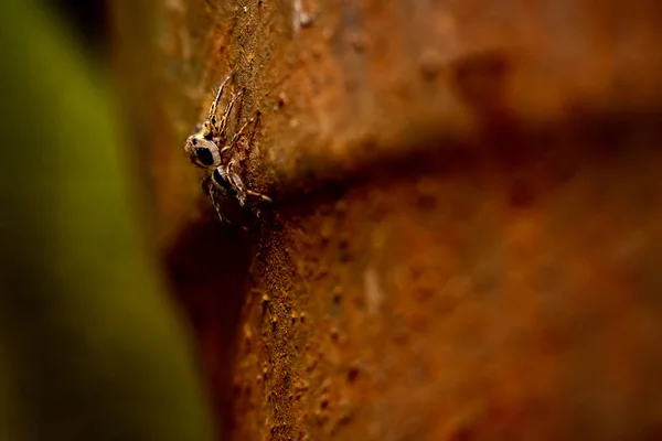 Petite Araignée Commune Sur Jardin — Photo