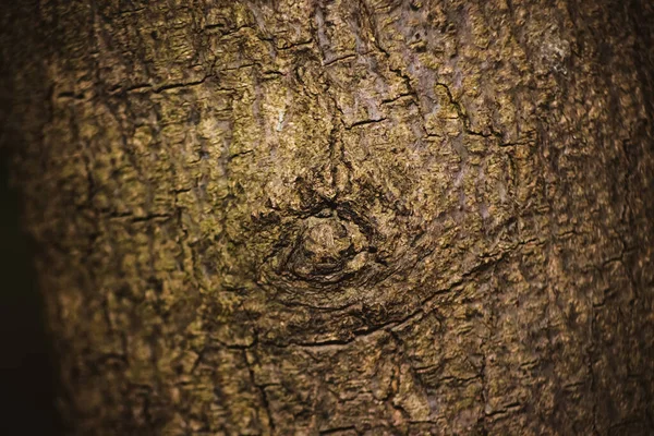 Neem Tree Trunk Slice Cut Woods Textured Surface Rings Cracks — Stock Photo, Image