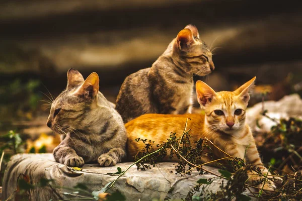 Katzenfamilie Liegt Mitten Wald Eine Vierköpfige Familie Mit Flauschig Schönen — Stockfoto