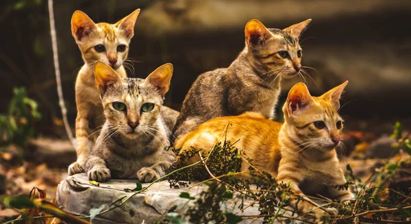 Cat Family lies in the middle of the forest. Family group of four fluffy beautiful kitten with mother Cat lie on Forest background. Mother Cat with Cute Kitten cats.