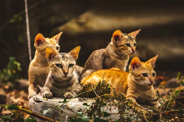 猫の家族は森の真ん中にいます 母猫のいる4匹のふわふわの美しい子猫の家族グループは森の背景にあります かわいい子猫猫と母猫 — ストック写真