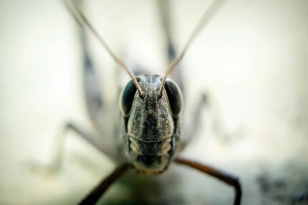 Wanderheuschrecken Heuschrecken Locusta Migratoria Heuschrecke Heuschrecke Isoliert Auf Weißem Hintergrund — Stockfoto