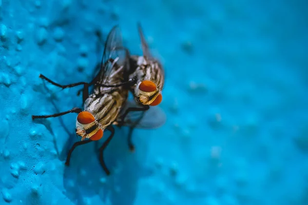 Occhio Accoppiamento Della Mosca Domestica Concentrarsi Vicino Macro Shot Mate — Foto Stock