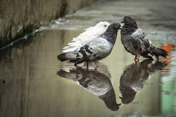 White pigeon & pigeon gray bathing on the street rain water with reflection on clear water . Columbidae is a bird family consisting of pigeons and doves.White Dove reflection & bathing on water.