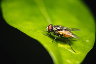 Sinek Makro 'yu yakın çekim. Kelebek, Cyclorrhapha alt sınırının bir sineğidir ve tüm dünyaya yayılmış durumdadır. Evlerde bulunan en yaygın sinek türüdür.