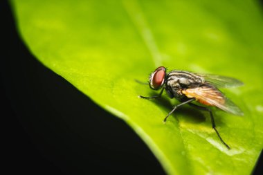 Sinek Makro 'yu yakın çekim. Kelebek, Cyclorrhapha alt sınırının bir sineğidir ve tüm dünyaya yayılmış durumdadır. Evlerde bulunan en yaygın sinek türüdür.