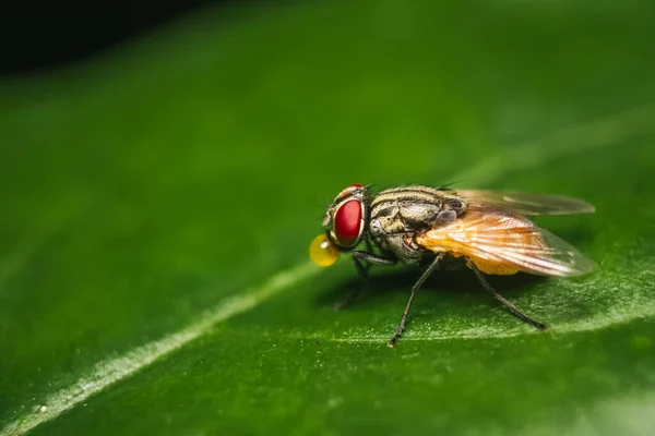 家蝇近距离宏观射击 家蝇是Cyclorrhapha亚目的苍蝇 作为人类的奖赏 已在全世界传播开来 它是在房子里最常见的苍蝇种类 — 图库照片