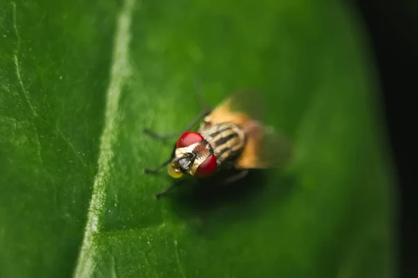 집파리가 매크로 닫습니다 Housefly Fly Suborder Cyclorrhapha Has Spread All — 스톡 사진