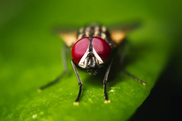 Sinek Makro Yakın Çekim Kelebek Cyclorrhapha Alt Sınırının Bir Sineğidir — Stok fotoğraf