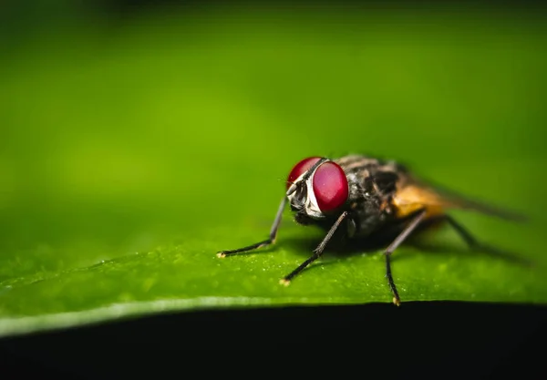 집파리가 매크로 닫습니다 Housefly Fly Suborder Cyclorrhapha Has Spread All — 스톡 사진