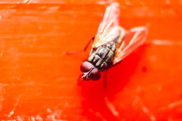 家蝇近距离宏观射击 家蝇是Cyclorrhapha亚目的苍蝇 作为人类的奖赏 已在全世界传播开来 它是在房子里最常见的苍蝇种类 — 图库照片