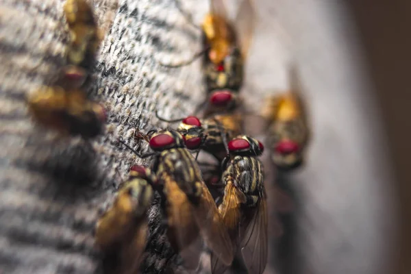 Skupina Housefly Zblízka Makro Záběr Moucha Moucha Podřádu Cyclorrhapha Rozšířila — Stock fotografie