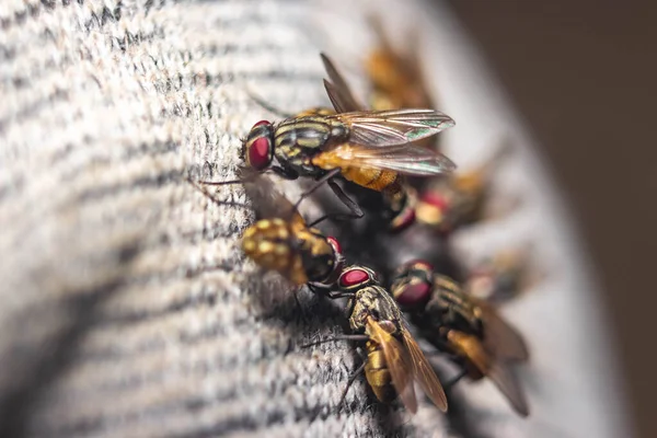 Skupina Housefly Zblízka Makro Záběr Moucha Moucha Podřádu Cyclorrhapha Rozšířila — Stock fotografie