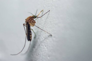 Kan Emici Sivrisinek makrokardiyogramı kapat. Ayrıca yeşil yapraklı Culiseta annulata sivrisineği olarak da bilinir. Yayılmış Dang, Chikungunya, Mayaro & Yellow humması.