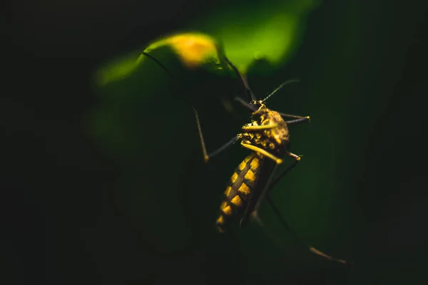 吸血蚊子关闭宏观射门 绿叶上的登革热 Zica病毒蚊子 登革热 基孔肯亚 马亚罗和黄热病蔓延 — 图库照片