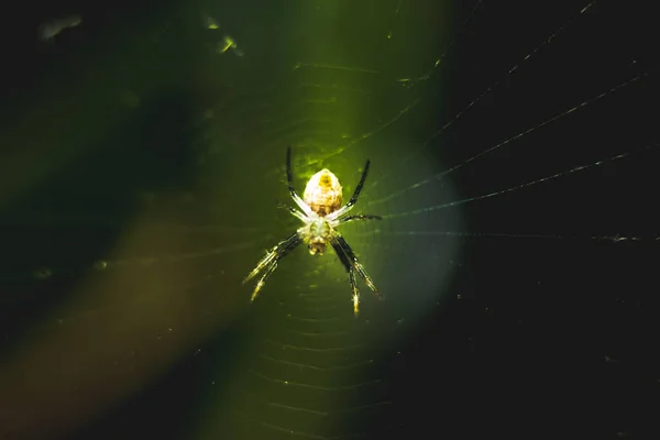 Spinne Netz Auf Nahaufnahme Makrofotografie Kleine Spinnen Allein Machen Das — Stockfoto