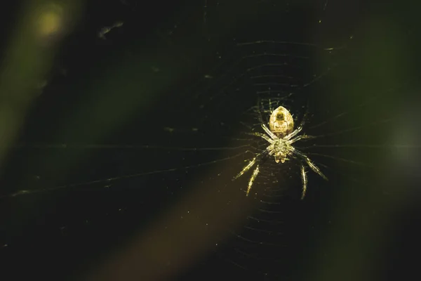 Павук Інтернеті Макрофотографії Small Spider Сам Собі Робить Веб Ізольованим — стокове фото