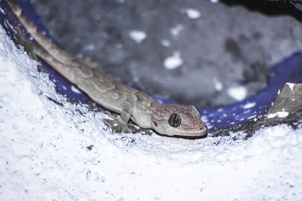 Κοινή Σπίτι Gecko Σαύρα Σπίτι Στην Κορυφή Του Παλιού Τοίχου — Φωτογραφία Αρχείου