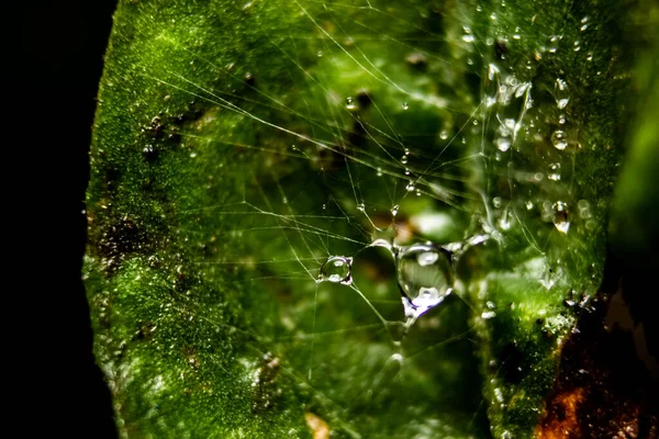 Esővíz Cseppek Pókhálón Növényi Levelek Hátterével Friss Harmatcseppekkel Közelről Pókháló — Stock Fotó