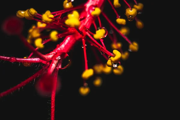 Roter Hibiskus Rosa Blume Nahaufnahme Makroaufnahme Mit Wassertropfen Sinensis Umgangssprachlich — Stockfoto