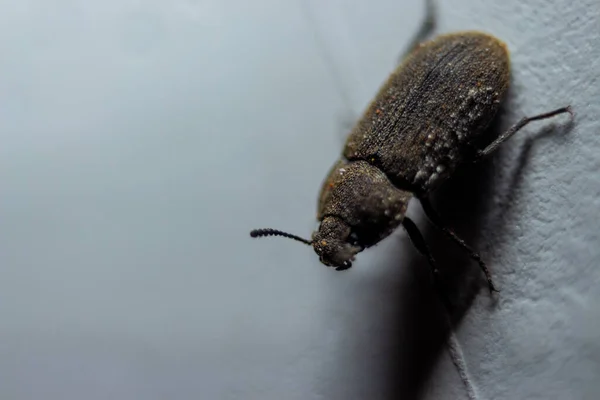 Petit Coléoptère Prédateur Étrange Coléoptère Cornes Sur Fond Isolé Dos — Photo