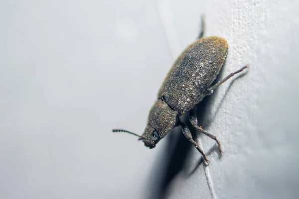 Petit Coléoptère Prédateur Étrange Coléoptère Cornes Sur Fond Isolé Dos — Photo