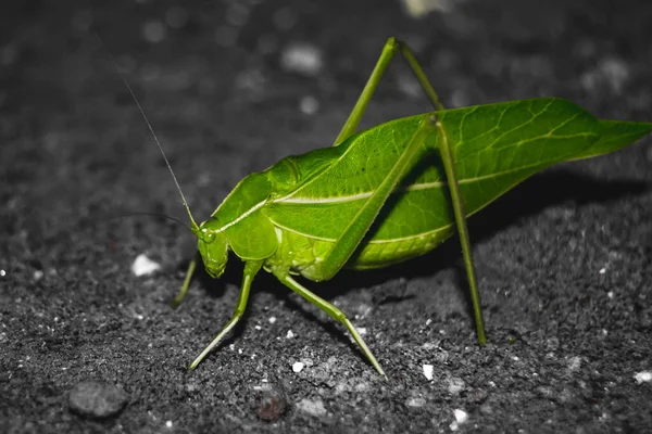 Groene Bladwants Grond Insecten Insecten Bladinsect Phyllium Bioculatum Wandelblaadjes Macro — Stockfoto