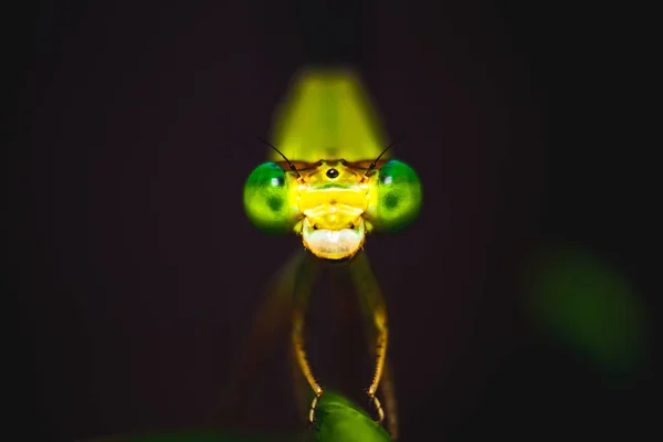 Small Dragonfly Leaf Closeup Macro Selective Eye Focused Adult Dragonfly — Stock Photo, Image