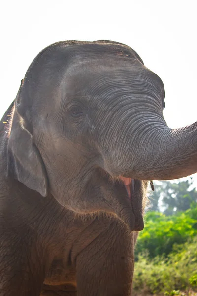 Portrét Malého Slona Baby Slon Hrát Rezervním Poli Izolované Lesním — Stock fotografie