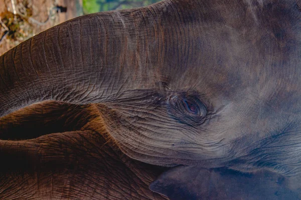 Portret Słonia Słoniątko Bawiące Się Polu Rezerwatu Odizolowanym Tle Lasu — Zdjęcie stockowe