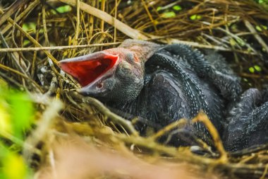 Yavru karga yuvada uzanıyor ve yumurtadan çıkmak için annelerini bekliyor. Ağacın tepesindeki karga yuvasında yeni doğan karga / korvus. Evde üreyen kuşlar, avlanan yavru kuşlar..