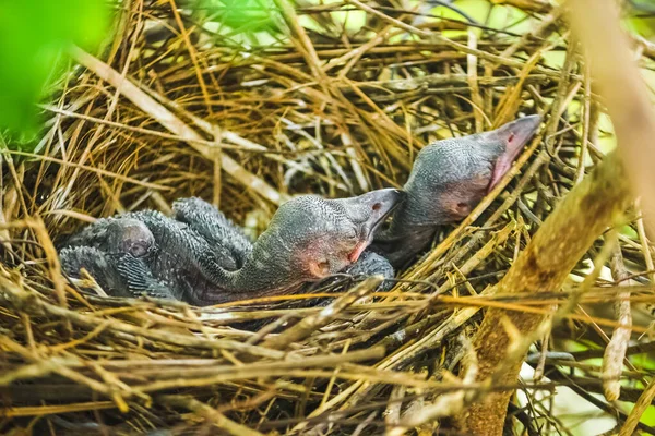 Baby crow is lying in the nest and hatching waiting for their mother for food. new born crow / corvus on crow nest top of the tree. Birds breeding at home, Baby bird on the hunt.