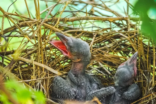 Baby crow is lying in the nest and hatching waiting for their mother for food. new born crow / corvus on crow nest top of the tree. Birds breeding at home, Baby bird on the hunt.