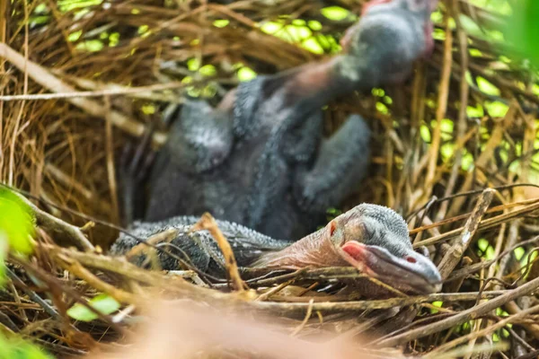 Baby Kraai Ligt Het Nest Broedend Hun Moeder Wachten Voor — Stockfoto
