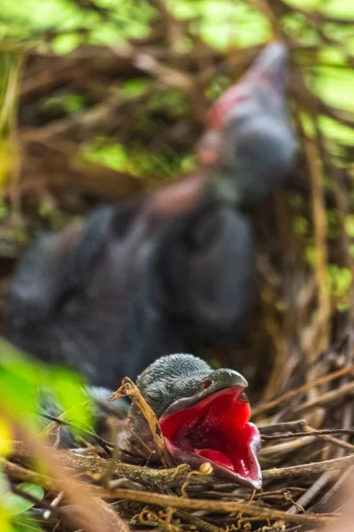 Baby crow is lying in the nest and hatching waiting for their mother for food. new born crow / corvus on crow nest top of the tree. Birds breeding at home, Baby bird on the hunt.