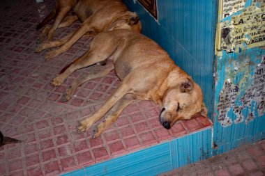 Uyuyan Sokak Köpeği Gropu, Hindistan 'ın Tamilnadu kentindeki otobüs durağında dinleniyor. Sokak köpeği Hint otobüs durağında uyuyor..