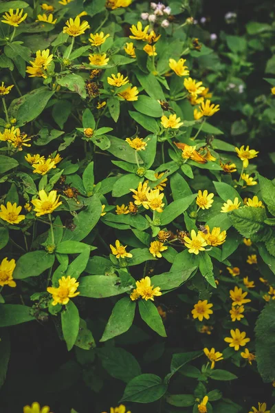 Schöne Selektive Fokus Yellow Flower Nahaufnahme Gelbe Blume Waldblumen Und — Stockfoto
