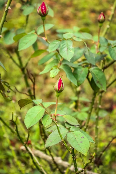 Red Rose Bud Close Botão Rosa Vermelho Fechado Folhas Rosa — Fotografia de Stock