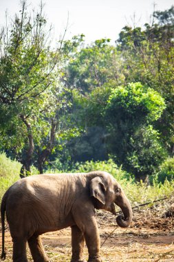 Bebek Fil Portresi. Yavru fil, orman arka planında izole edilmiş bir şekilde arazide oynuyor..