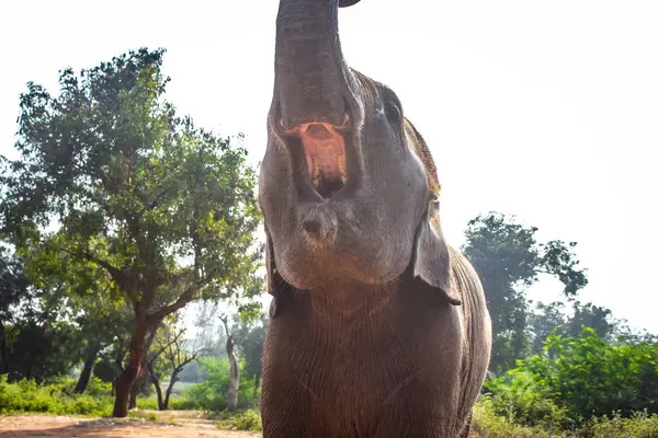 Портрет Маленького Слона Дитячий Слон Відкриває Рот Грає Резервному Полі — стокове фото