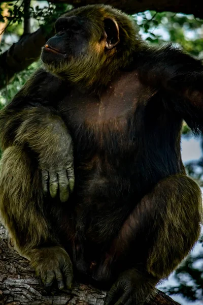 Young gigantic male Chimpanzee relaxing on a tree in habitat forest jungle. Chimpanzee in close up view with thoughtful expression. Monkey & Apes family